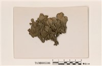 藏品(大裸緣梅衣)的圖片